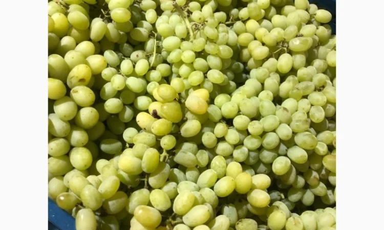 Продам виноград оптом - фото № 4