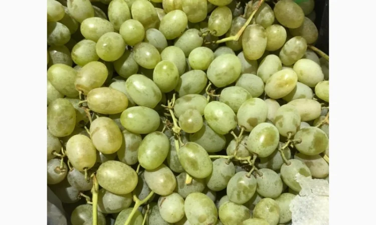 Продам виноград оптом - фото № 5