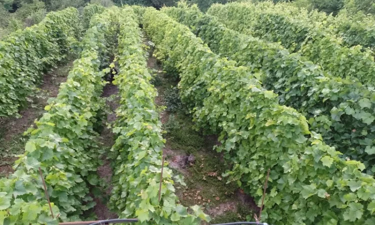 Продам виноград Молдова - фото № 1