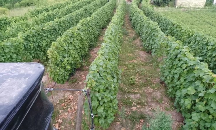 Продам виноград Молдова - фото № 2