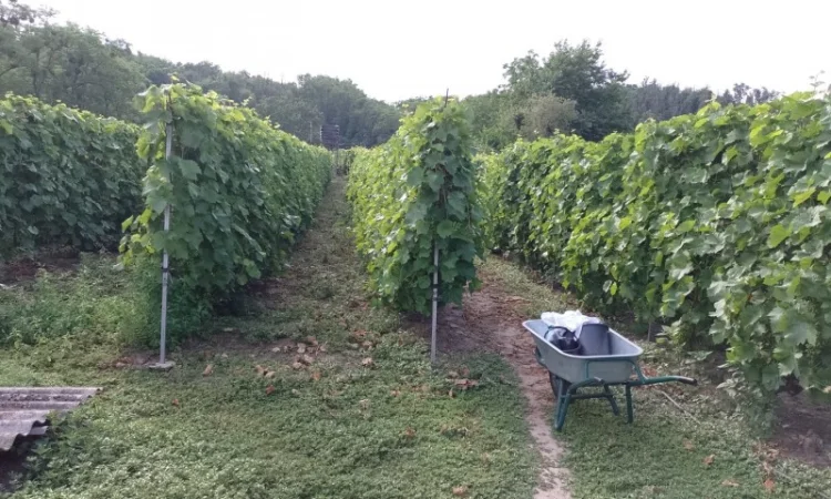 Продам виноград Молдова - фото № 3