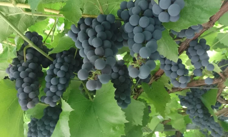 Технический виноград - фото № 1