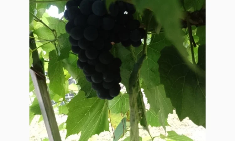 Технический виноград - фото № 2