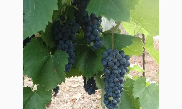 Технический виноград - фото № 3