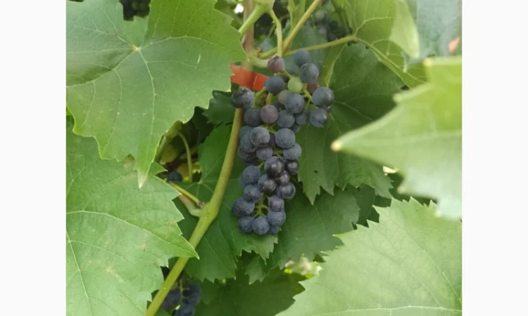 Технический виноград - фото № 4