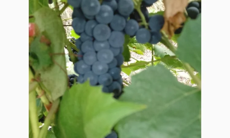 Технический виноград - фото № 5