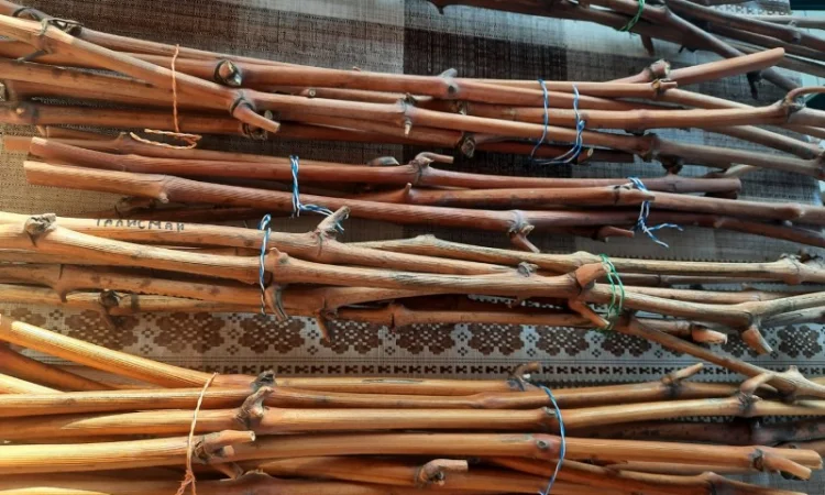 Продам черенки винограду - фото № 2