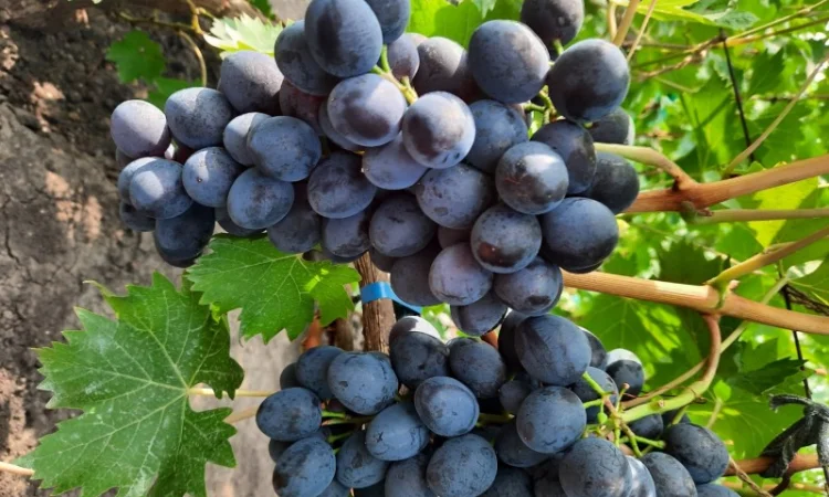 Продам черенки винограду - фото № 1