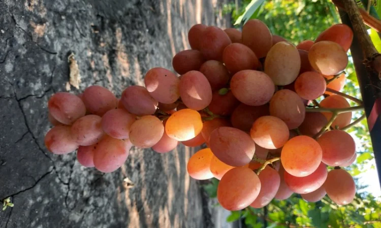 Продам черенки винограду - фото № 3