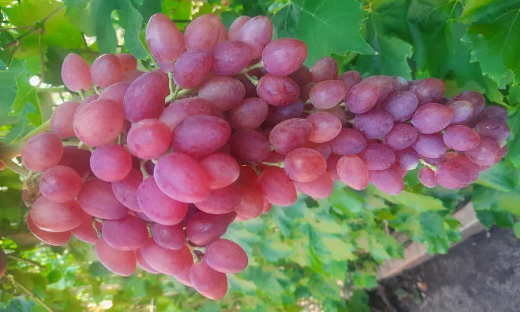 Продам черенки винограду - фото № 4