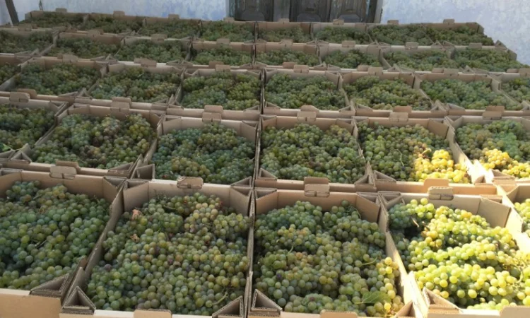 Продам технічний виноград білого сорту Буковинка від виробника - фото № 4