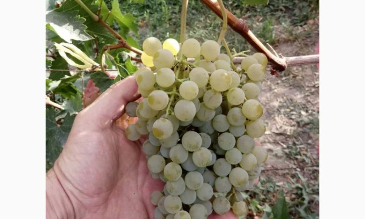 Продам технічний виноград білого сорту Цитронний Магарича виробник - фото № 2