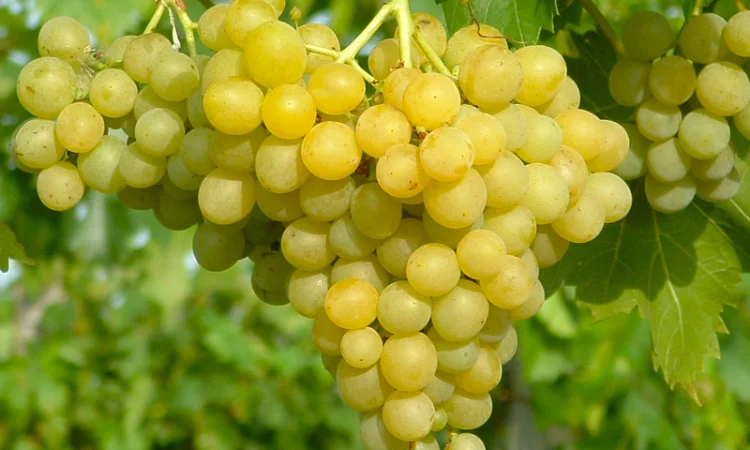 Продам технічний виноград білого сорту Цитронний Магарича виробник - фото № 3