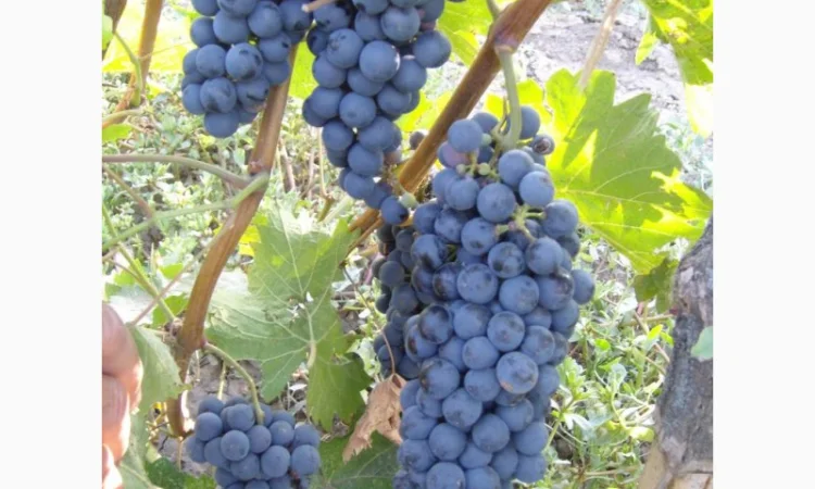 Продам технічний виноград червоного сорту Рубін Голодриги виробник - фото № 2