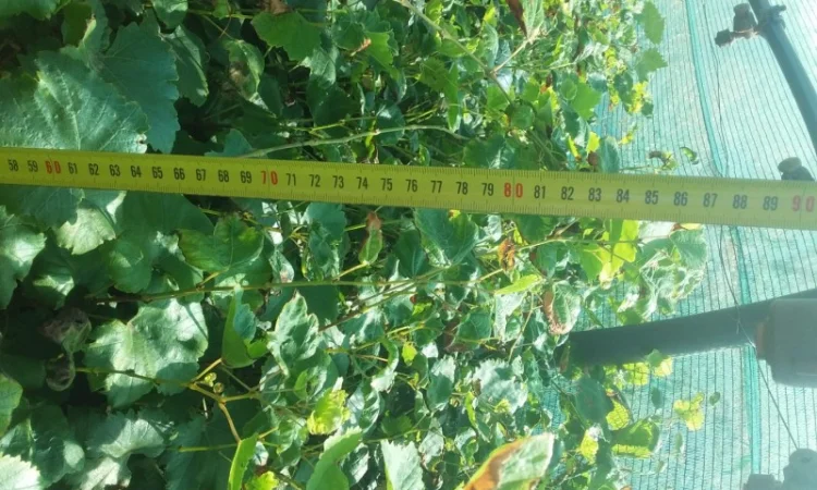 Продам виноград техничний - фото № 1