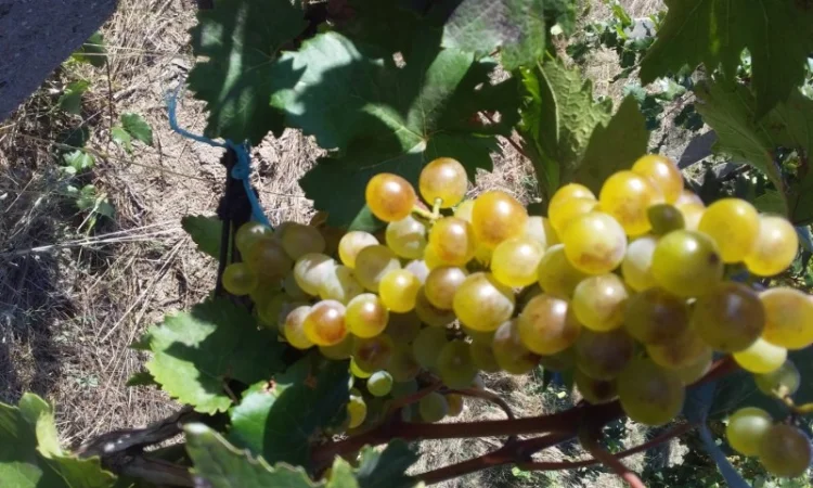 Продам виноград техничний - фото № 2