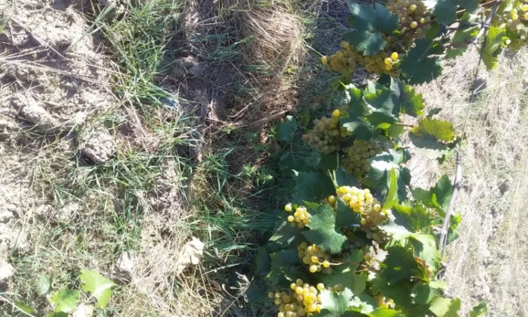 Продам виноград техничний - фото № 3