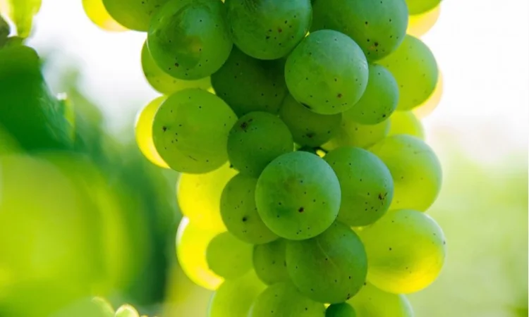 Виноград Технический - фото № 1