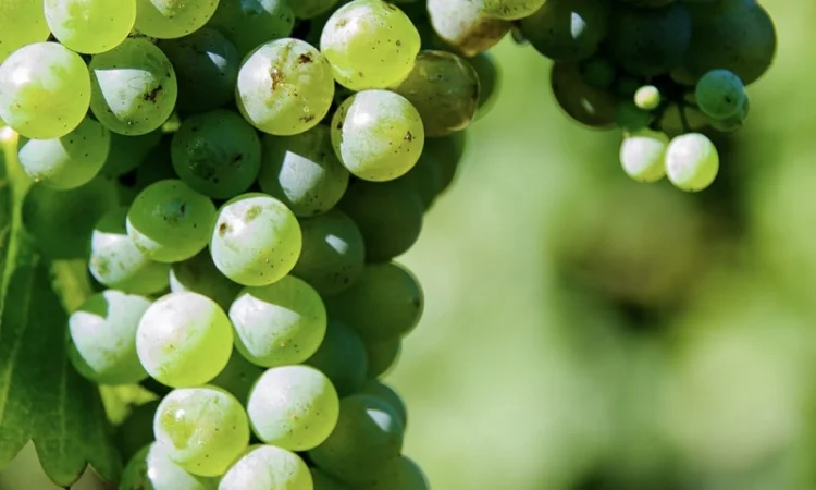 Виноград Технический - фото № 2