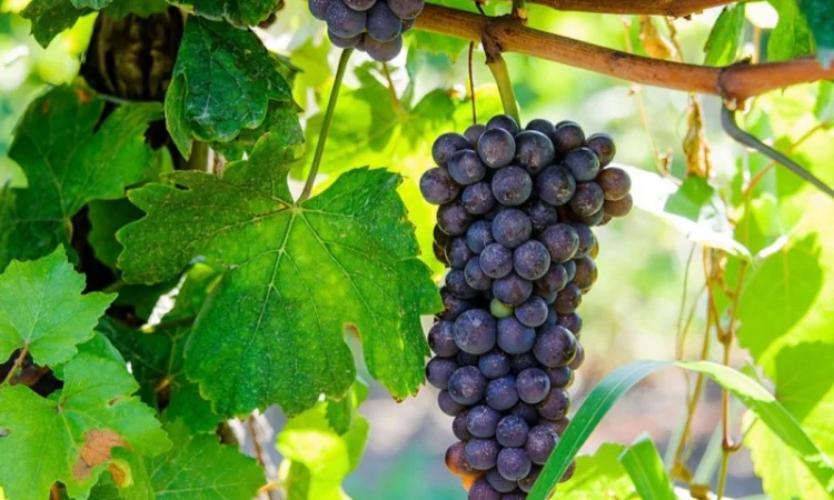 Виноград Технический - фото № 3