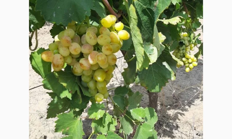 Виноград столовый - фото № 7