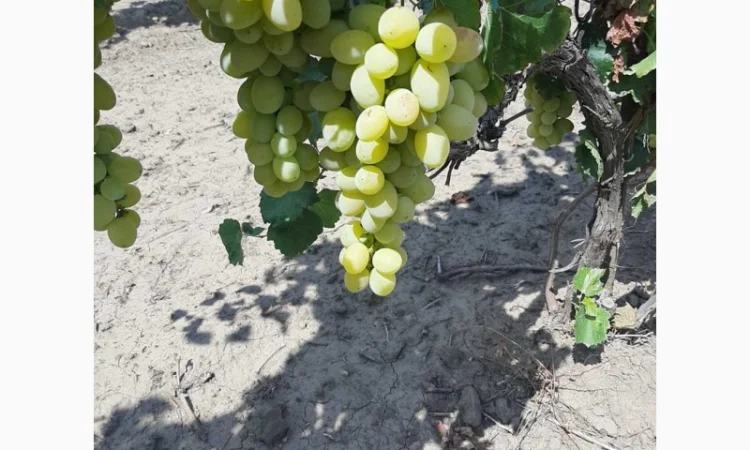 Виноград столовый - фото № 8