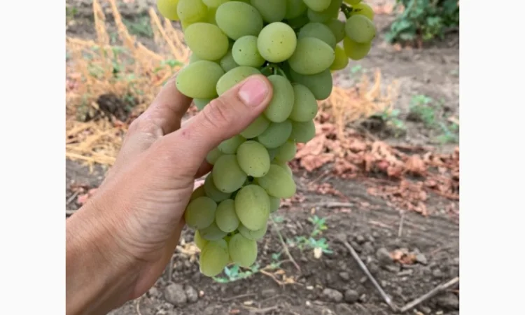 Виноград столовый - фото № 1