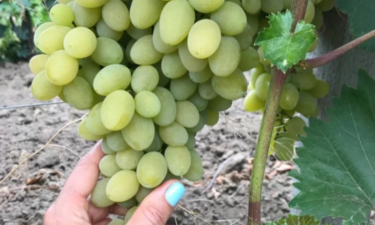 Виноград столовый - фото № 3