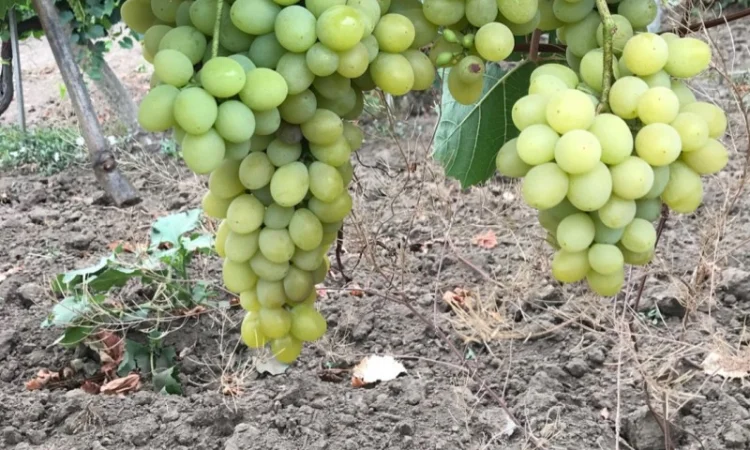 Виноград столовый - фото № 4