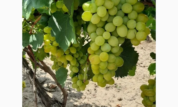 Виноград столовый - фото № 5
