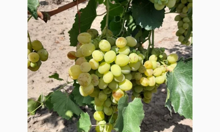 Столовий виноград сорт Лора та Августин - фото № 6