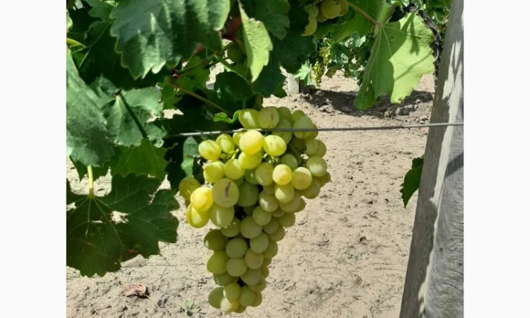 Виноград столовый - фото № 6