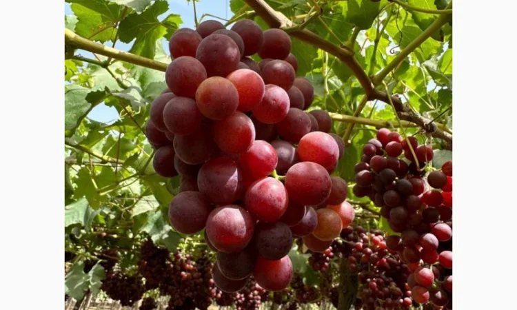 Виноград Єгипет - фото № 1