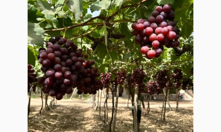 Виноград Єгипет - фото № 10