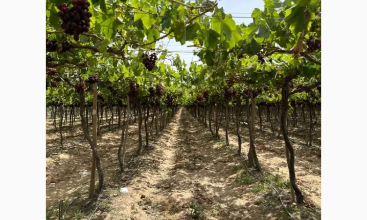 Виноград Єгипет - фото № 11