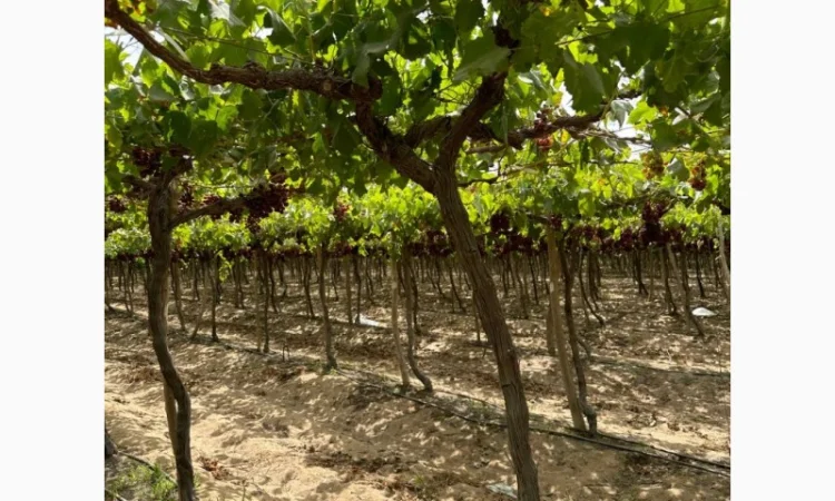 Виноград Єгипет - фото № 12