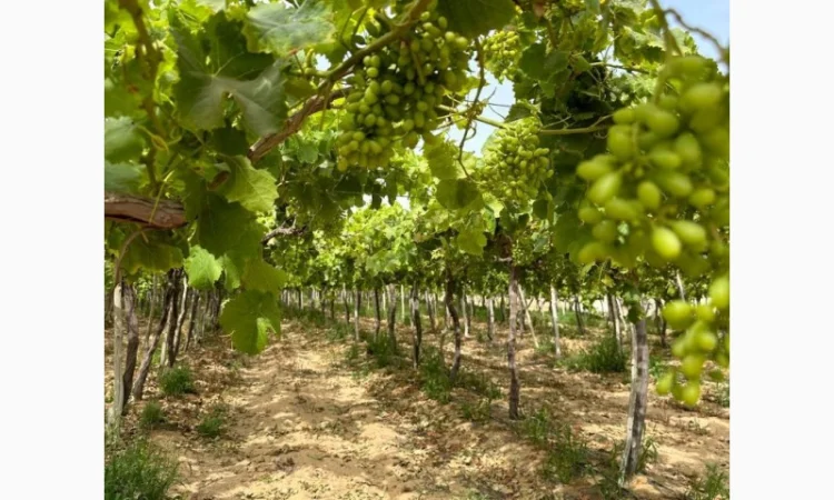 Виноград Єгипет - фото № 2