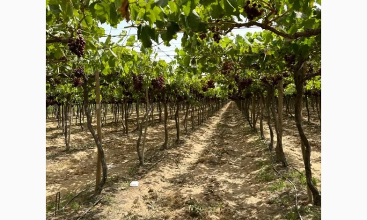 Виноград Єгипет - фото № 3