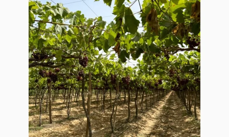 Виноград Єгипет - фото № 4