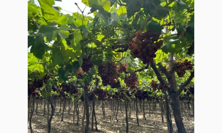 Виноград Єгипет - фото № 6