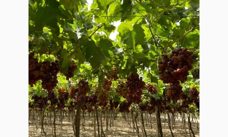 Виноград Єгипет - фото № 7