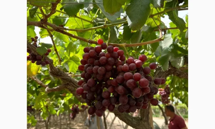 Виноград Єгипет - фото № 8