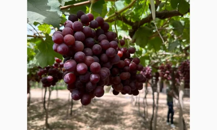 Виноград Єгипет - фото № 9