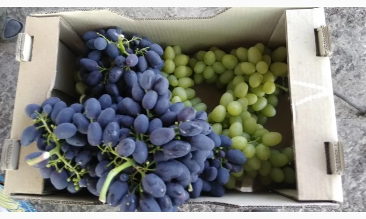 Продам Столовый виноград разных сортов - фото № 1
