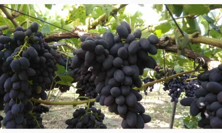 Продам Столовый виноград разных сортов - фото № 2