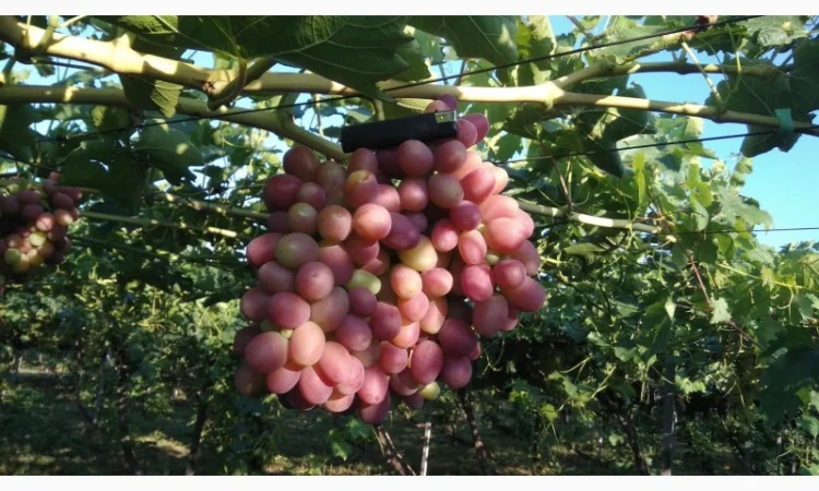 Продам Столовый виноград разных сортов - фото № 3