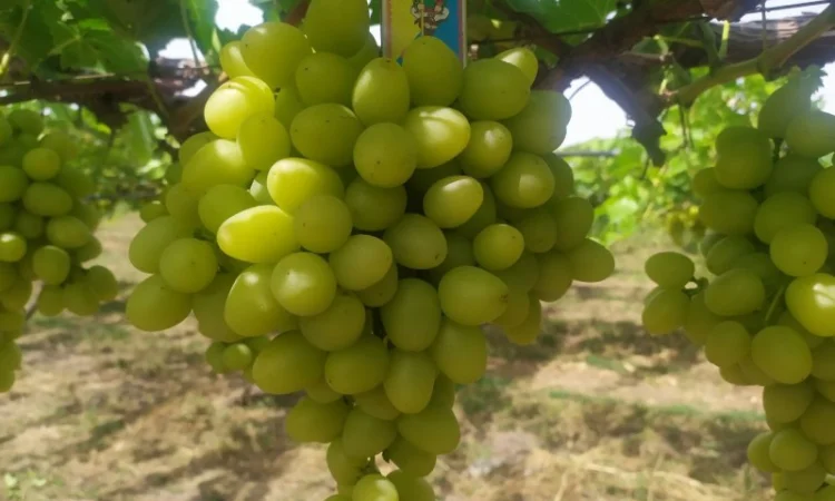 Продам Столовый виноград разных сортов - фото № 4