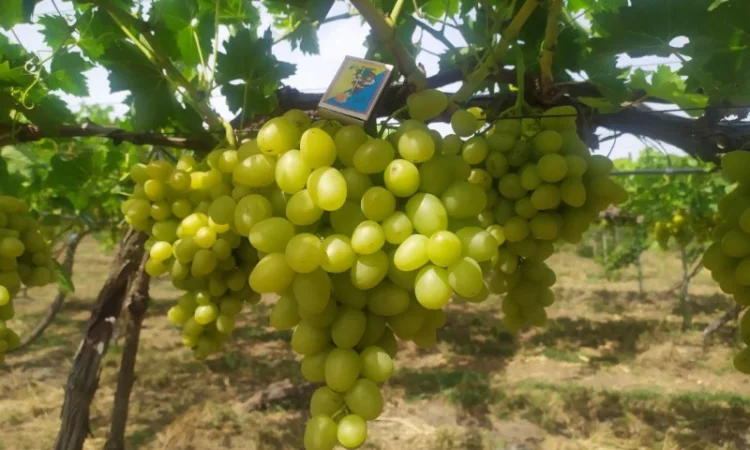 Продам Столовый виноград разных сортов - фото № 5