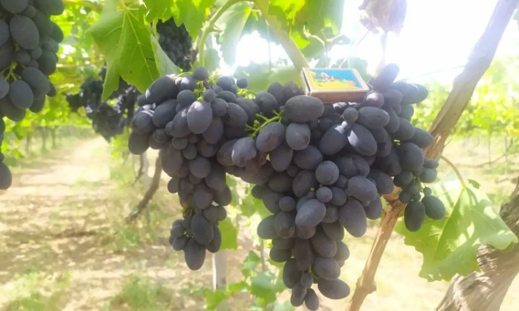 Продам Столовый виноград разных сортов - фото № 6