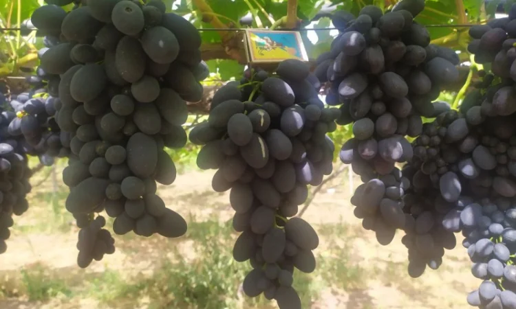 Продам Столовый виноград разных сортов - фото № 7